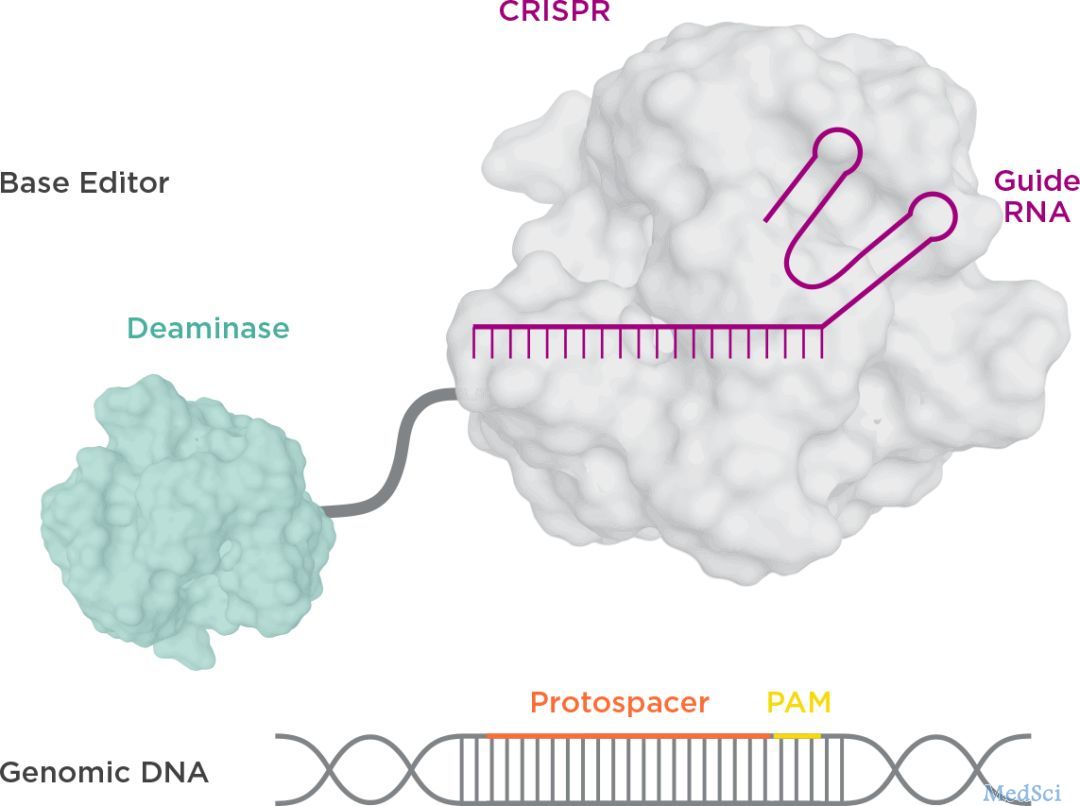 David Liu再出手，背靠背两篇NBT论文，再次升级CRISPR基因编辑系统
