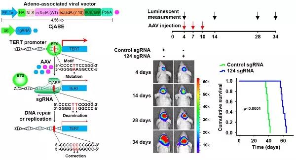 Nat Cell Bio：利用CRISPR技术精准修正胶质瘤致癌基因突变